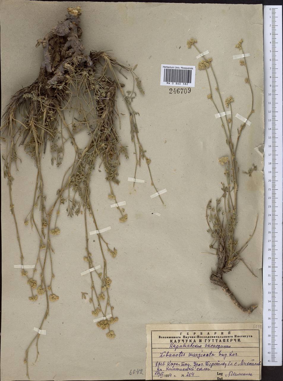 Libanotis marginata Korov., Средняя Азия и Казахстан, Западный Тянь-Шань и Каратау (M3) (Казахстан)