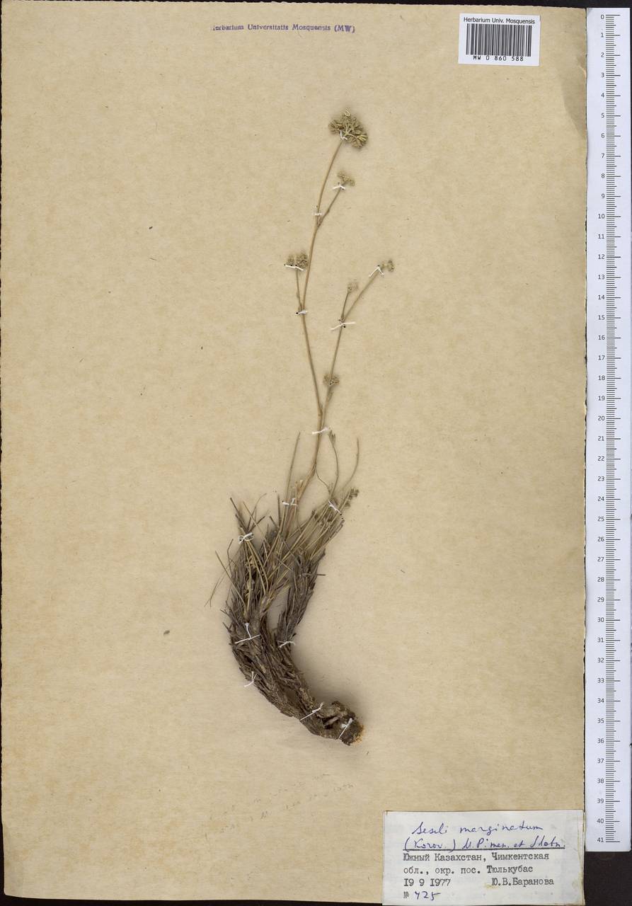 Libanotis marginata Korov., Средняя Азия и Казахстан, Западный Тянь-Шань и Каратау (M3) (Казахстан)