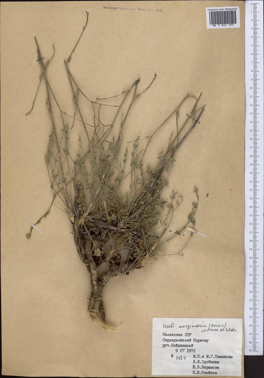 Libanotis marginata Korov., Средняя Азия и Казахстан, Западный Тянь-Шань и Каратау (M3) (Казахстан)