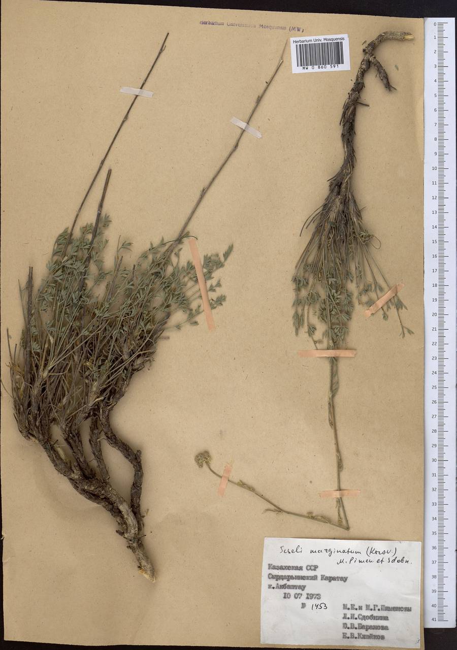 Libanotis marginata Korov., Средняя Азия и Казахстан, Западный Тянь-Шань и Каратау (M3) (Казахстан)