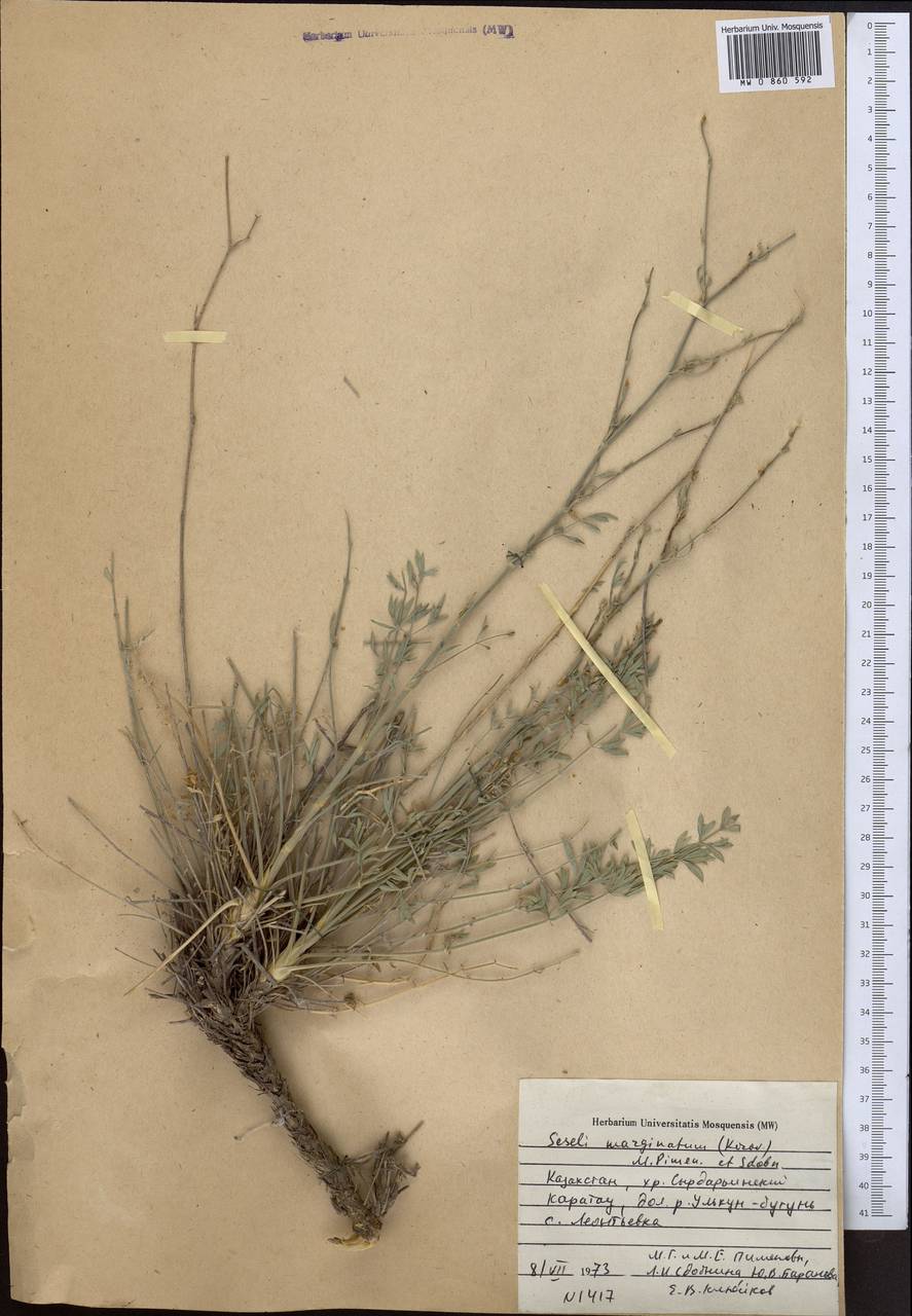 Libanotis marginata Korov., Средняя Азия и Казахстан, Западный Тянь-Шань и Каратау (M3) (Казахстан)