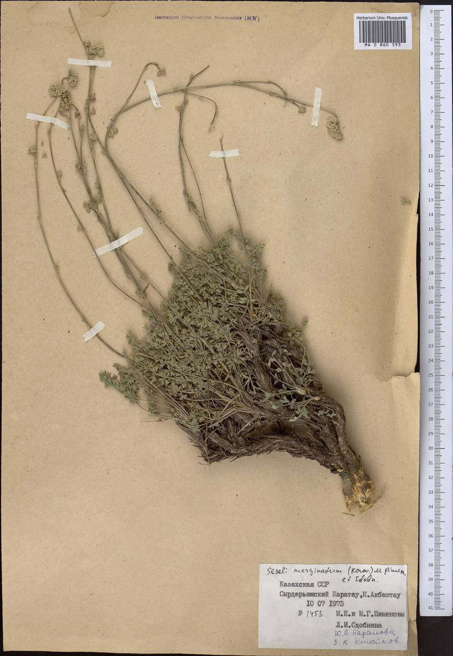 Libanotis marginata Korov., Средняя Азия и Казахстан, Западный Тянь-Шань и Каратау (M3) (Казахстан)