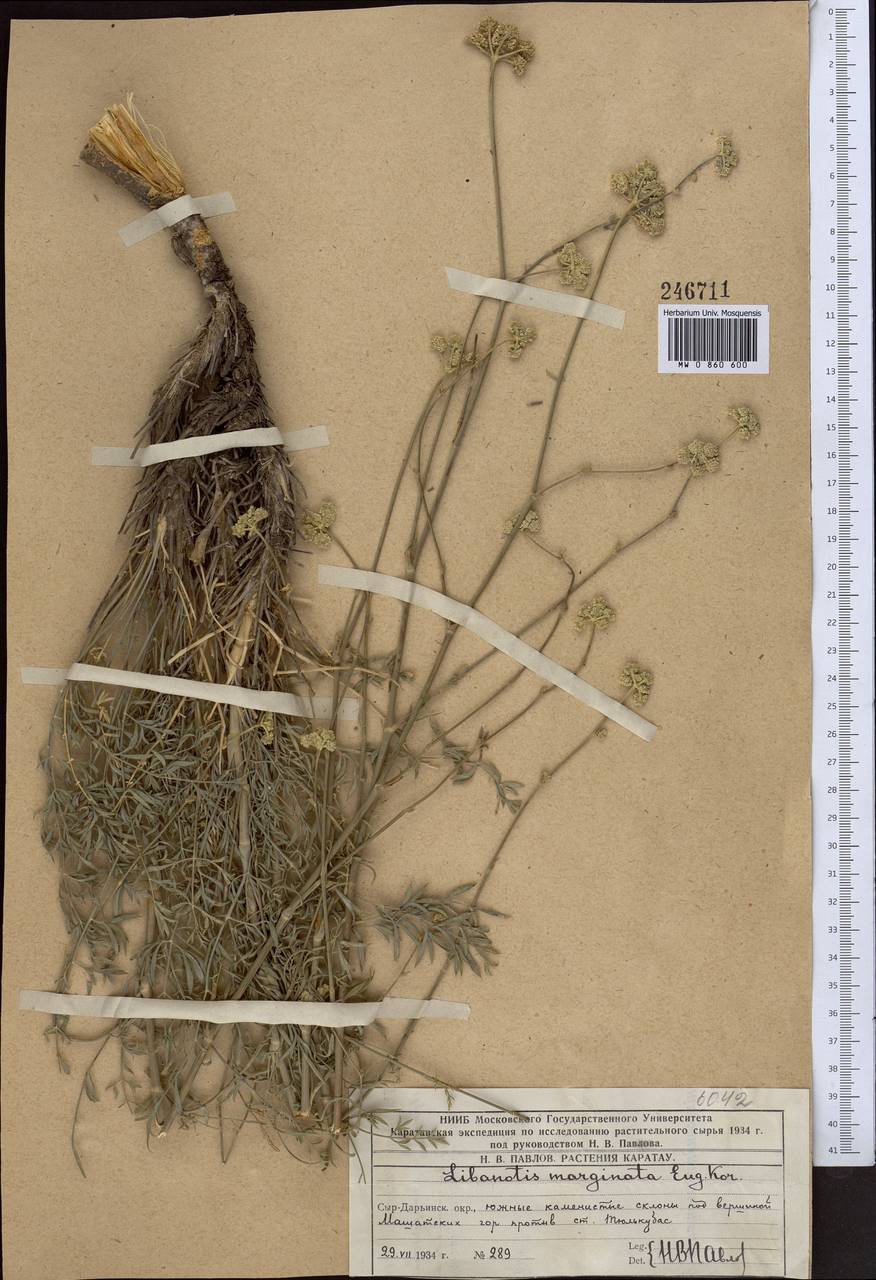 Libanotis marginata Korov., Средняя Азия и Казахстан, Западный Тянь-Шань и Каратау (M3) (Казахстан)