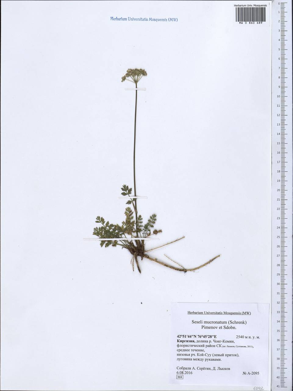 Жабрица заостренная (Schrenk) Pimenov & Sdobnina, Средняя Азия и Казахстан, Северный и Центральный Тянь-Шань (M4) (Киргизия)