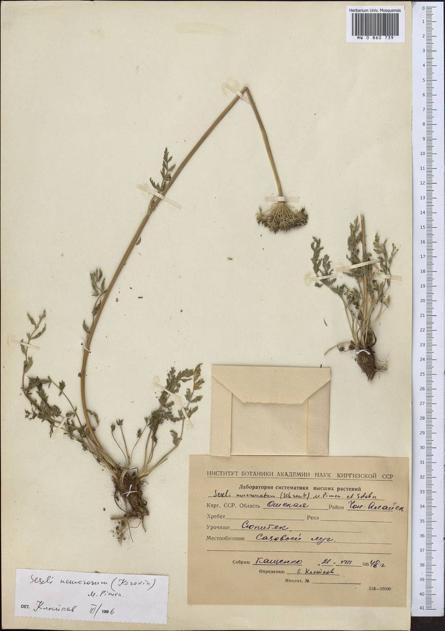 Жабрица лесная (Korovin) Pimenov, Средняя Азия и Казахстан, Западный Тянь-Шань и Каратау (M3) (Киргизия)