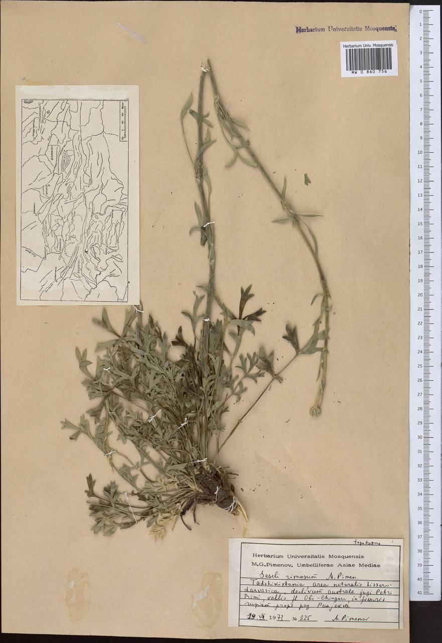 Жабрица трещинная Pimenov, Средняя Азия и Казахстан, Памир и Памиро-Алай (M2) (Таджикистан)