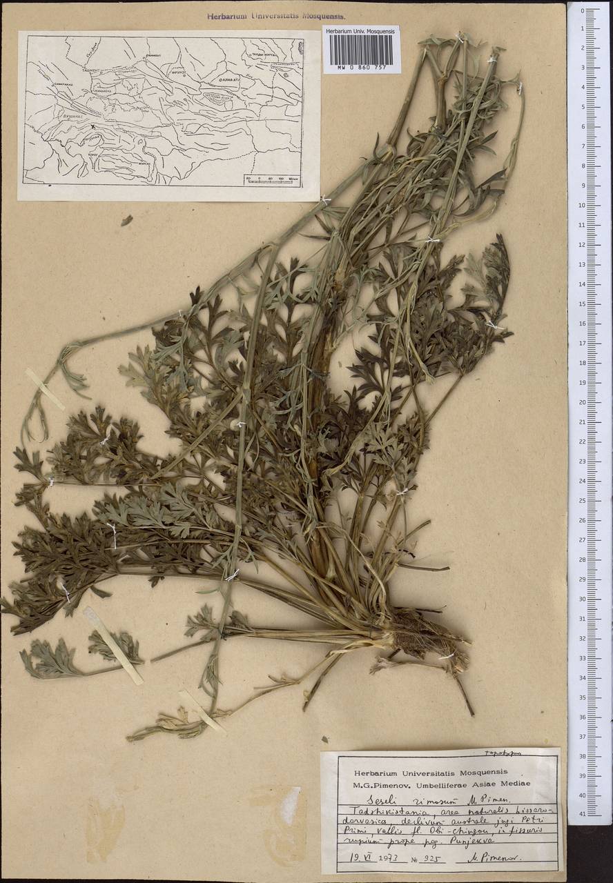 Жабрица трещинная Pimenov, Средняя Азия и Казахстан, Памир и Памиро-Алай (M2) (Таджикистан)