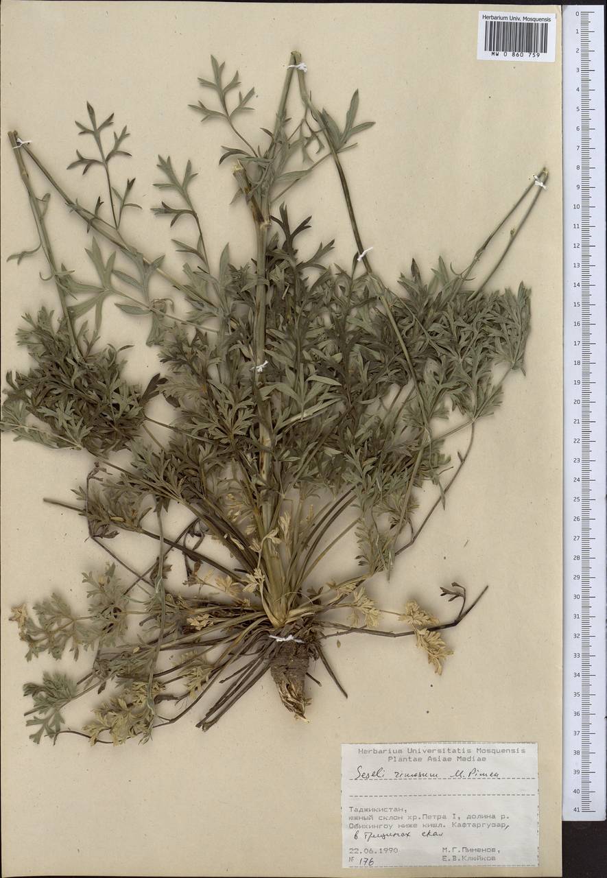 Жабрица трещинная Pimenov, Средняя Азия и Казахстан, Памир и Памиро-Алай (M2) (Таджикистан)