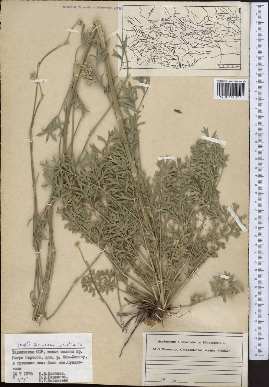 Жабрица трещинная Pimenov, Средняя Азия и Казахстан, Памир и Памиро-Алай (M2) (Таджикистан)