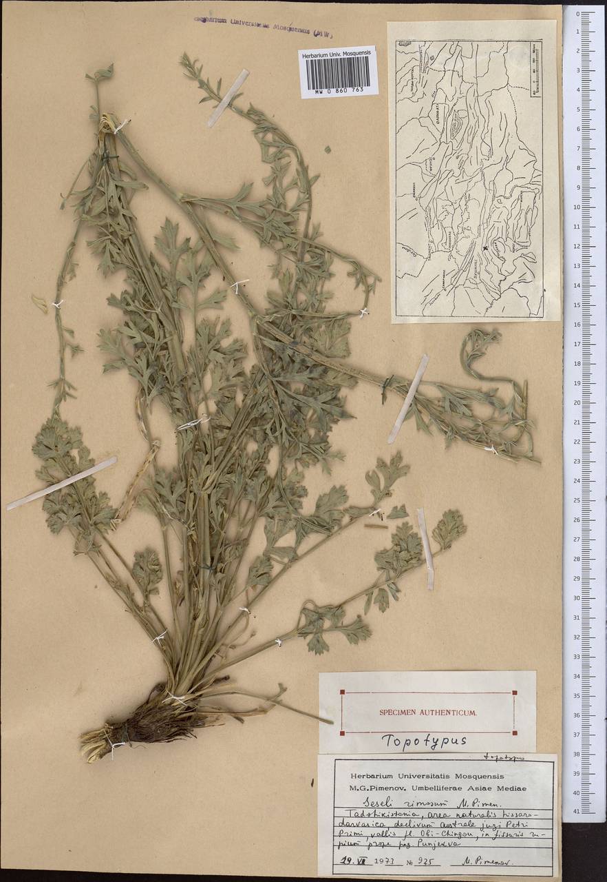 Жабрица трещинная Pimenov, Средняя Азия и Казахстан, Памир и Памиро-Алай (M2) (Таджикистан)