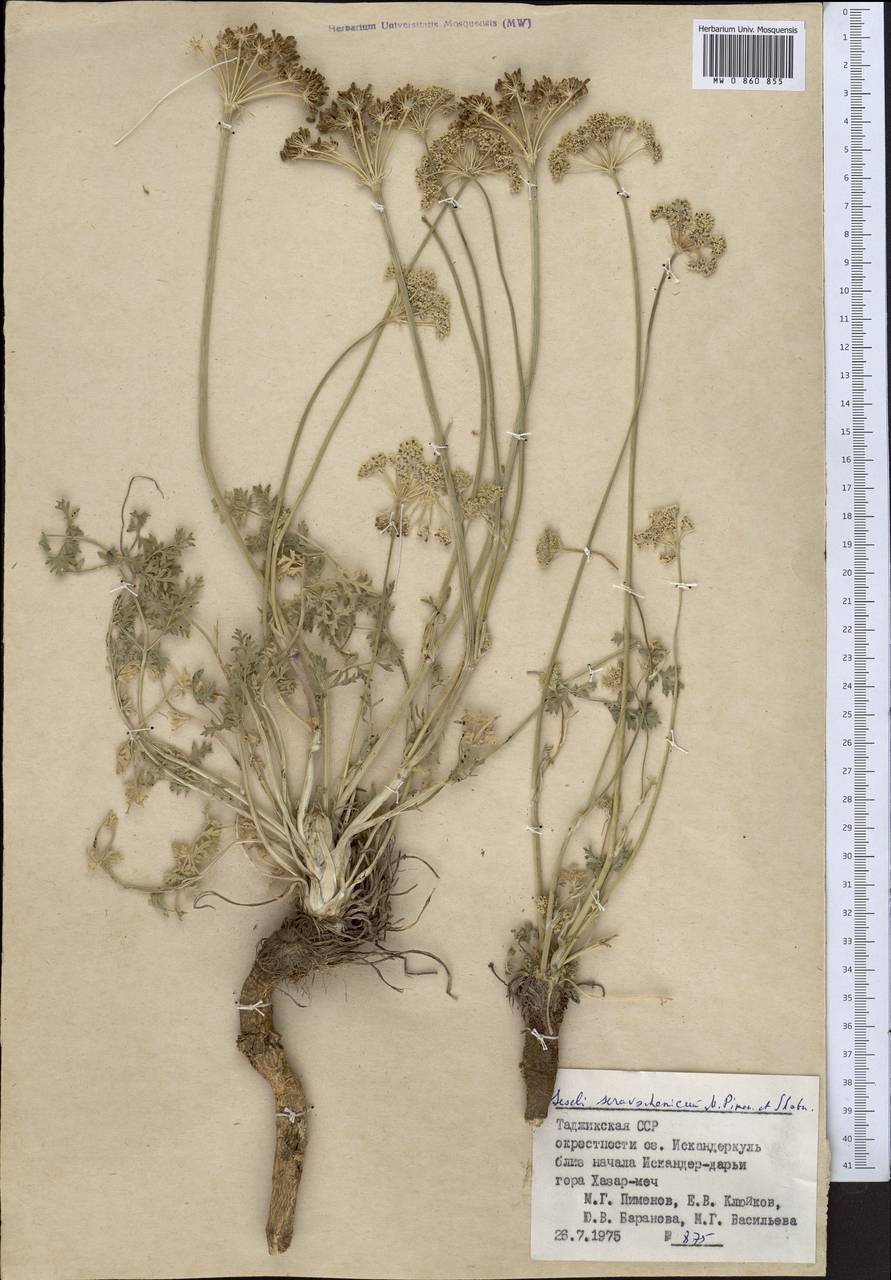 Жабрица зеравшанская (Schischk.) Pimenov & Sdobnina, Средняя Азия и Казахстан, Памир и Памиро-Алай (M2) (Таджикистан)