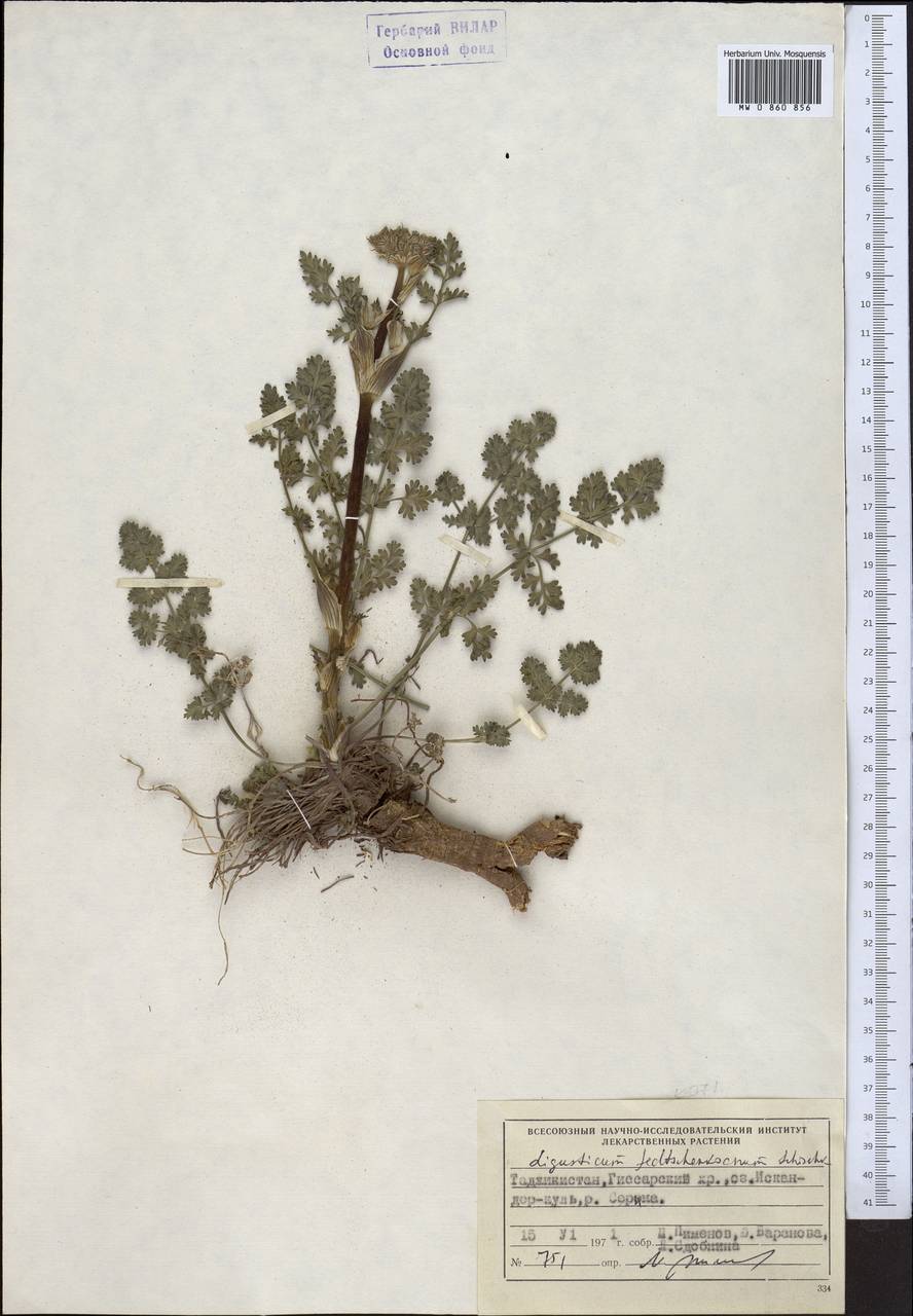 Жабрица зеравшанская (Schischk.) Pimenov & Sdobnina, Средняя Азия и Казахстан, Памир и Памиро-Алай (M2) (Таджикистан)