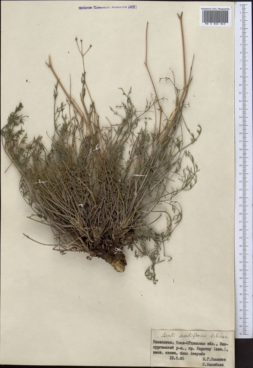 Жабрица сидячецветковая Schrenk, Средняя Азия и Казахстан, Западный Тянь-Шань и Каратау (M3) (Казахстан)