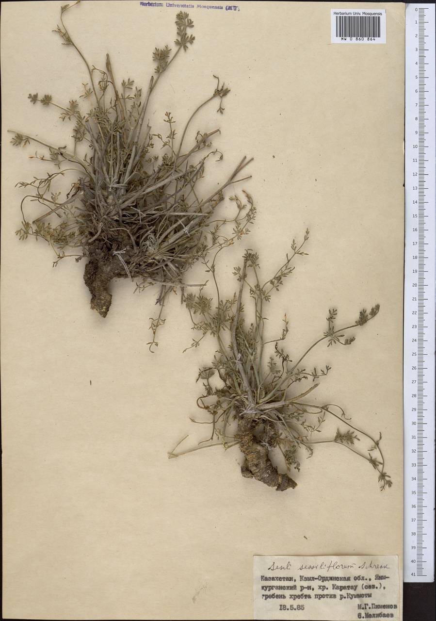 Жабрица сидячецветковая Schrenk, Средняя Азия и Казахстан, Западный Тянь-Шань и Каратау (M3) (Казахстан)