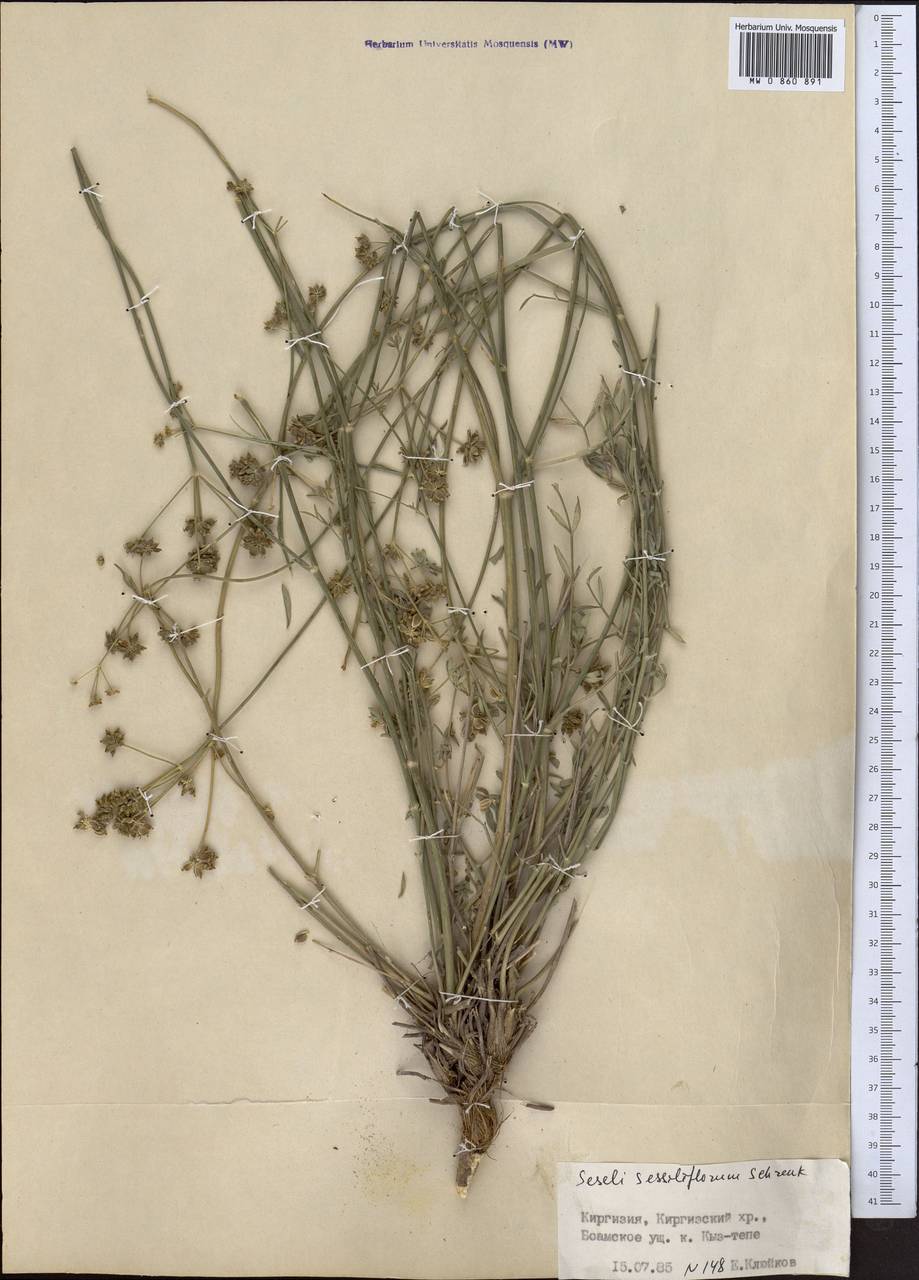 Жабрица сидячецветковая Schrenk, Средняя Азия и Казахстан, Северный и Центральный Тянь-Шань (M4) (Киргизия)