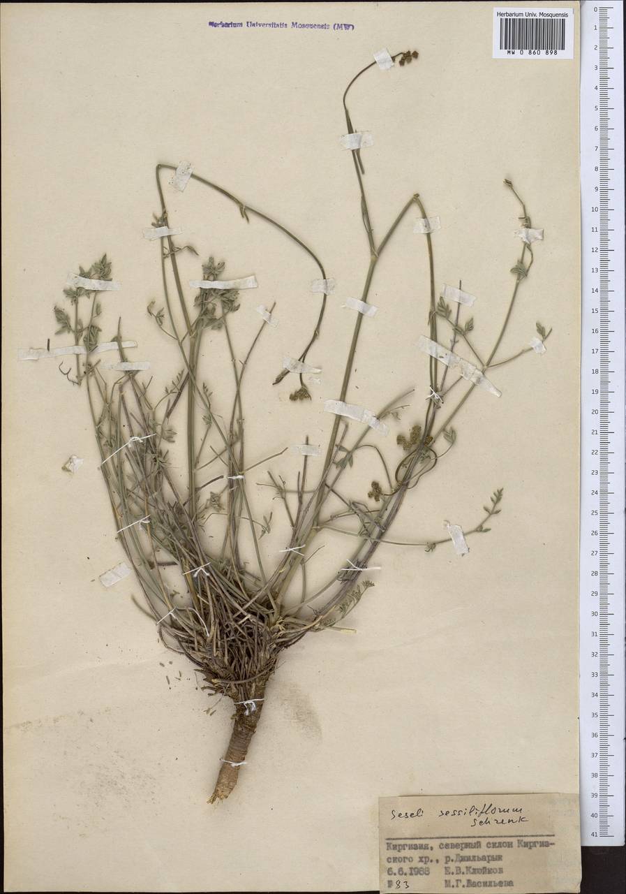 Жабрица сидячецветковая Schrenk, Средняя Азия и Казахстан, Северный и Центральный Тянь-Шань (M4) (Киргизия)