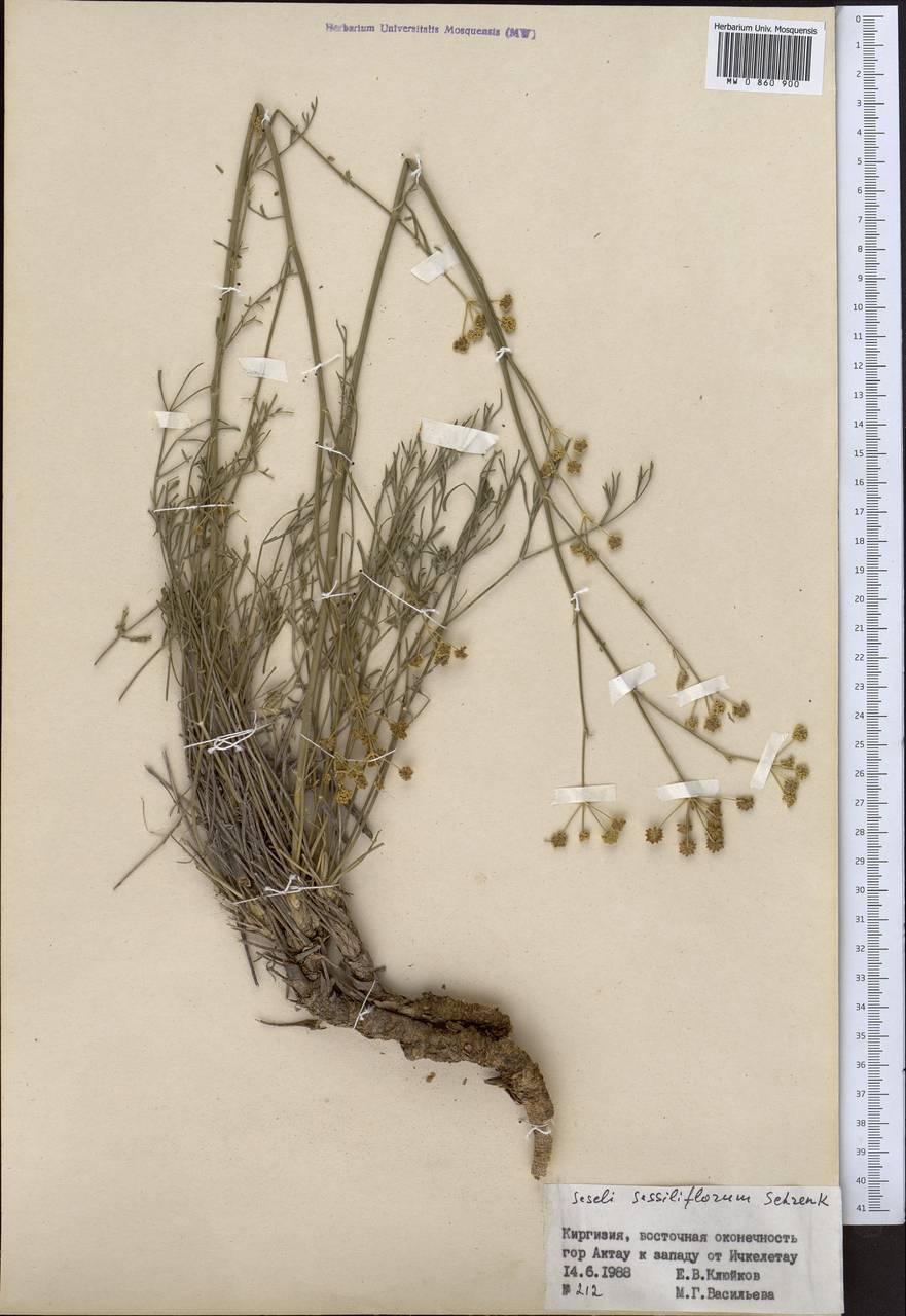 Жабрица сидячецветковая Schrenk, Средняя Азия и Казахстан, Западный Тянь-Шань и Каратау (M3) (Киргизия)