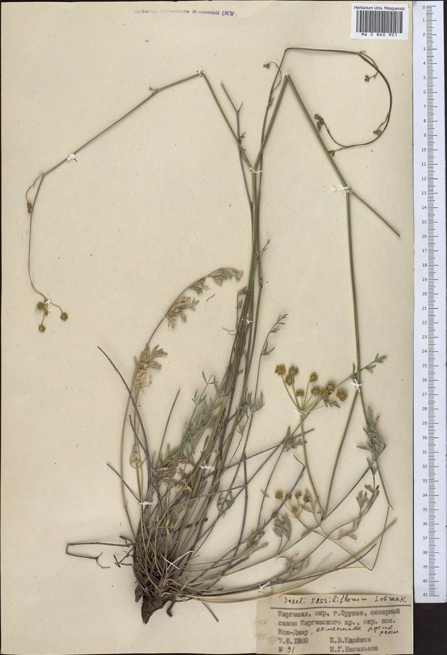 Жабрица сидячецветковая Schrenk, Средняя Азия и Казахстан, Северный и Центральный Тянь-Шань (M4) (Киргизия)