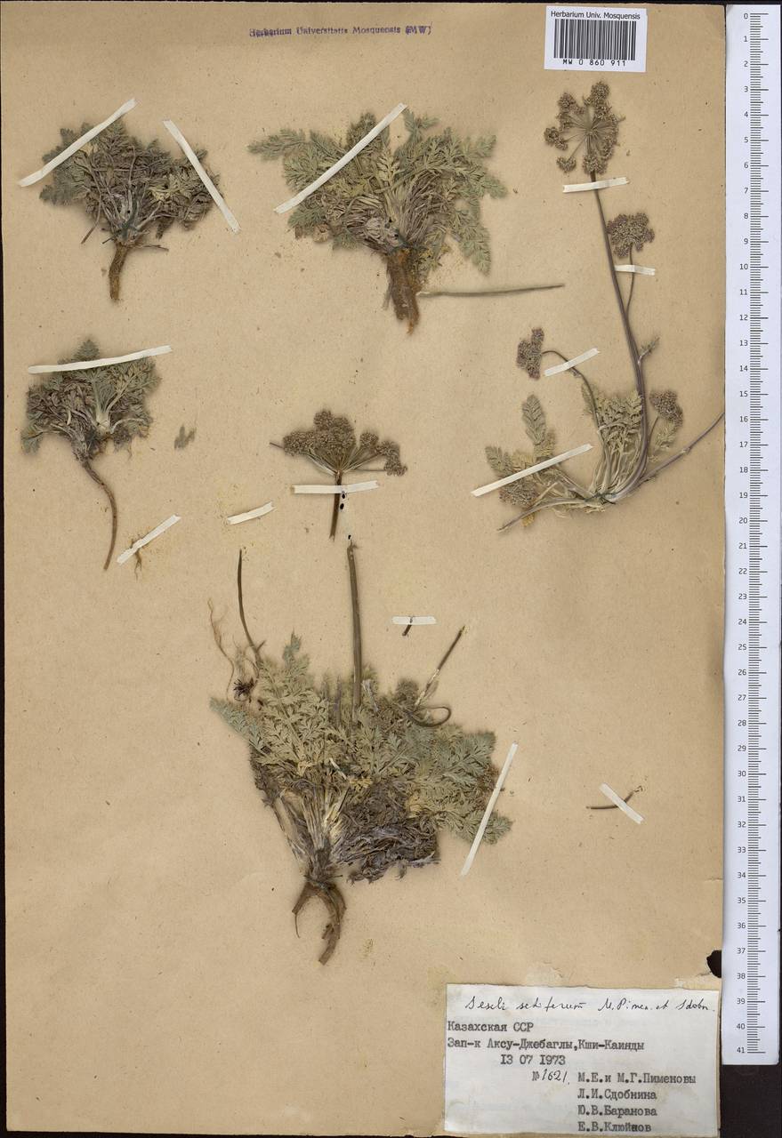 Libanotis setifera (Korov. ex Pavl.) Schischk., Средняя Азия и Казахстан, Западный Тянь-Шань и Каратау (M3) (Казахстан)