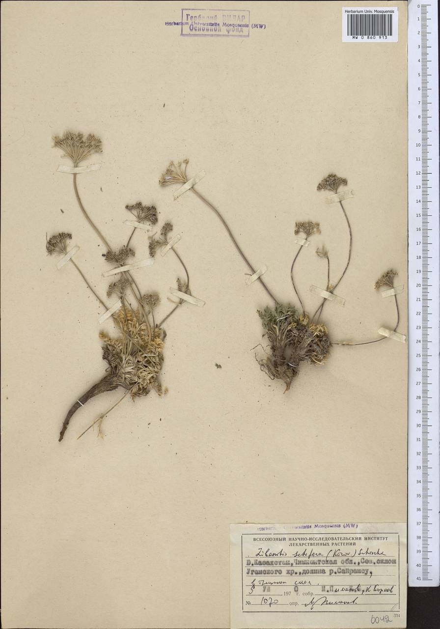 Libanotis setifera (Korov. ex Pavl.) Schischk., Средняя Азия и Казахстан, Западный Тянь-Шань и Каратау (M3) (Казахстан)