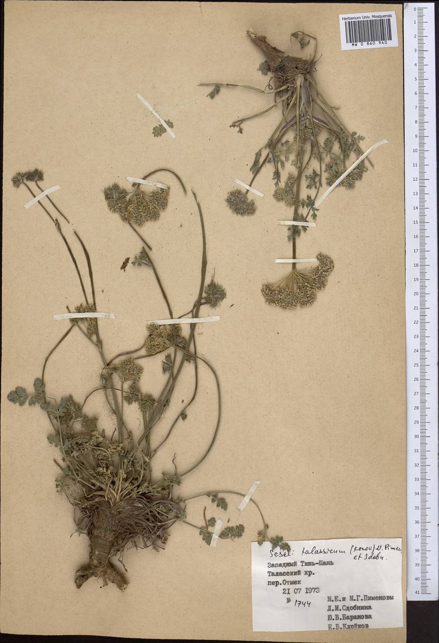 Порезник туркестанский M. Hiroe, Средняя Азия и Казахстан, Западный Тянь-Шань и Каратау (M3) (Киргизия)