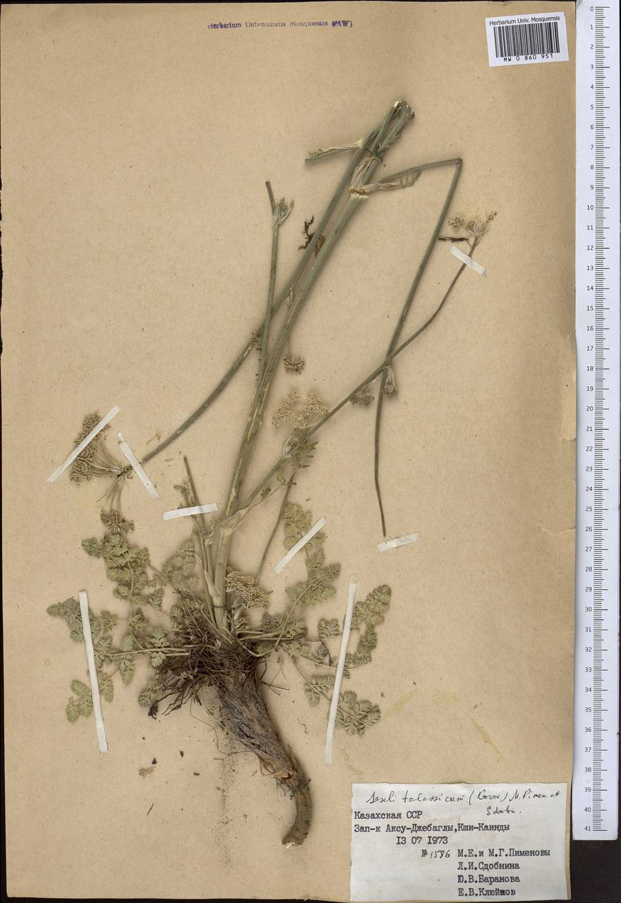 Порезник туркестанский M. Hiroe, Средняя Азия и Казахстан, Западный Тянь-Шань и Каратау (M3) (Казахстан)