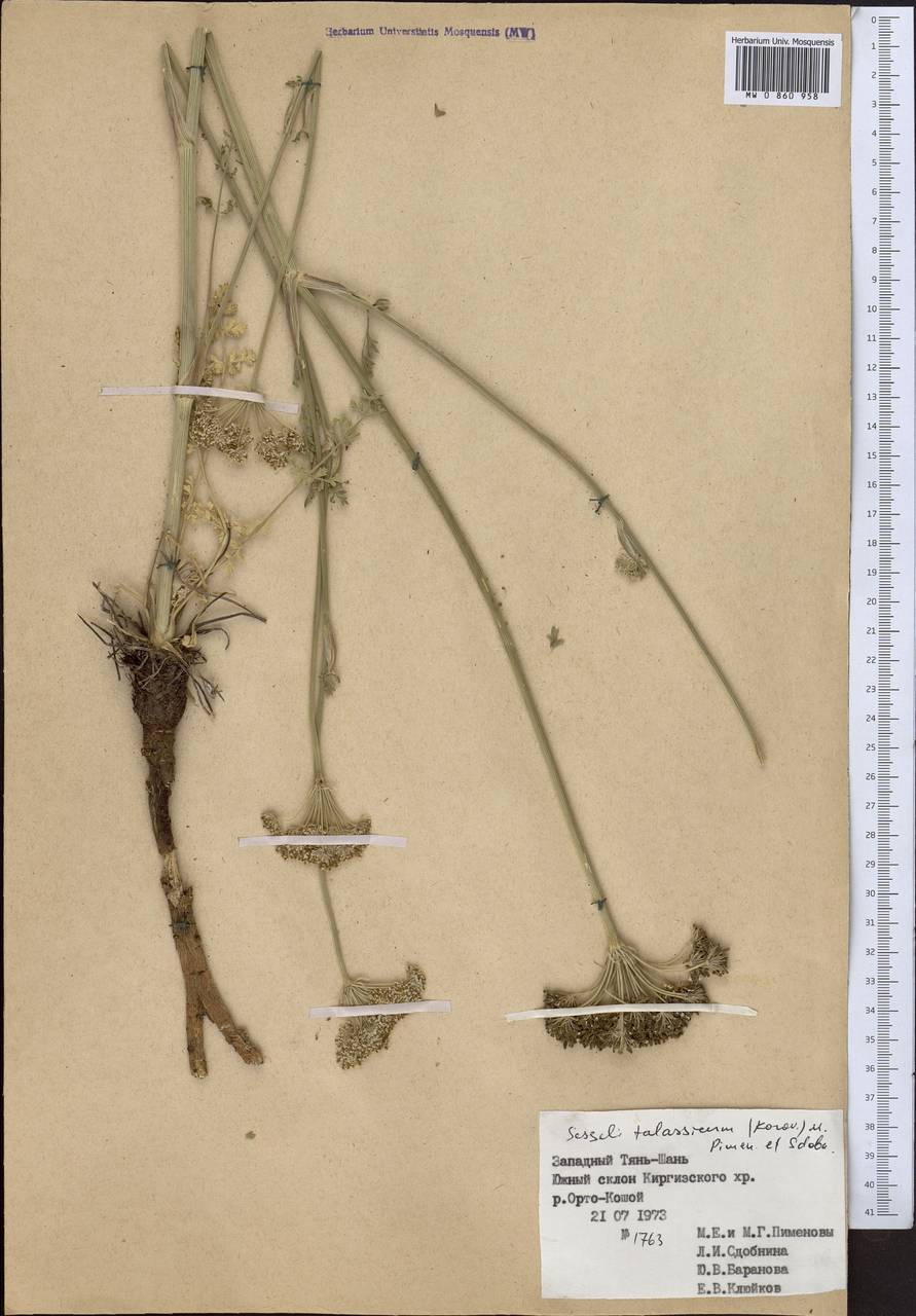 Порезник туркестанский M. Hiroe, Средняя Азия и Казахстан, Западный Тянь-Шань и Каратау (M3) (Киргизия)