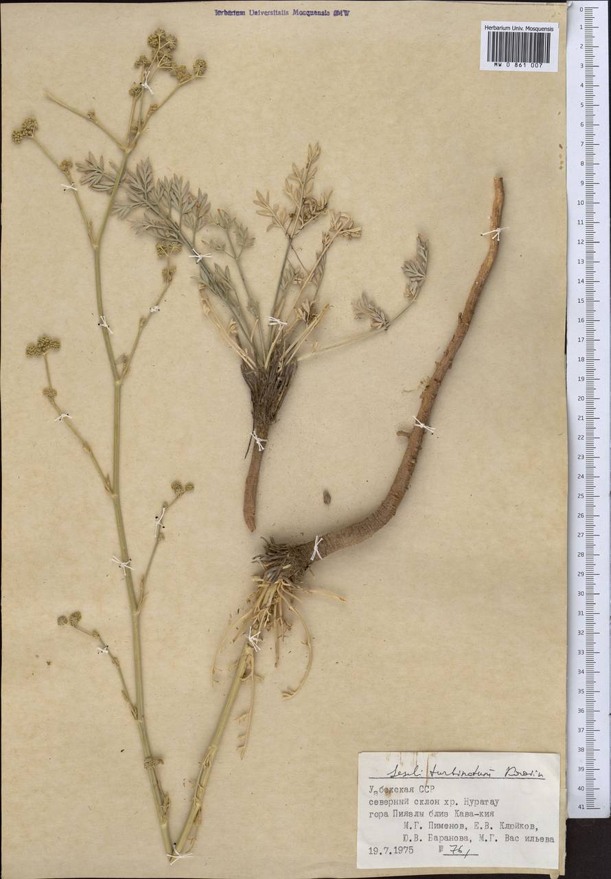 Жабрица кубарчатая Korovin, Средняя Азия и Казахстан, Памир и Памиро-Алай (M2) (Узбекистан)