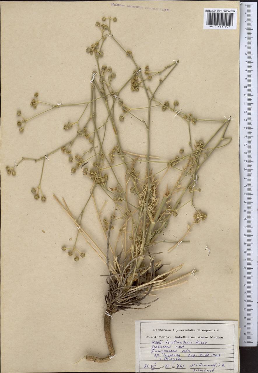 Жабрица кубарчатая Korovin, Средняя Азия и Казахстан, Памир и Памиро-Алай (M2) (Узбекистан)