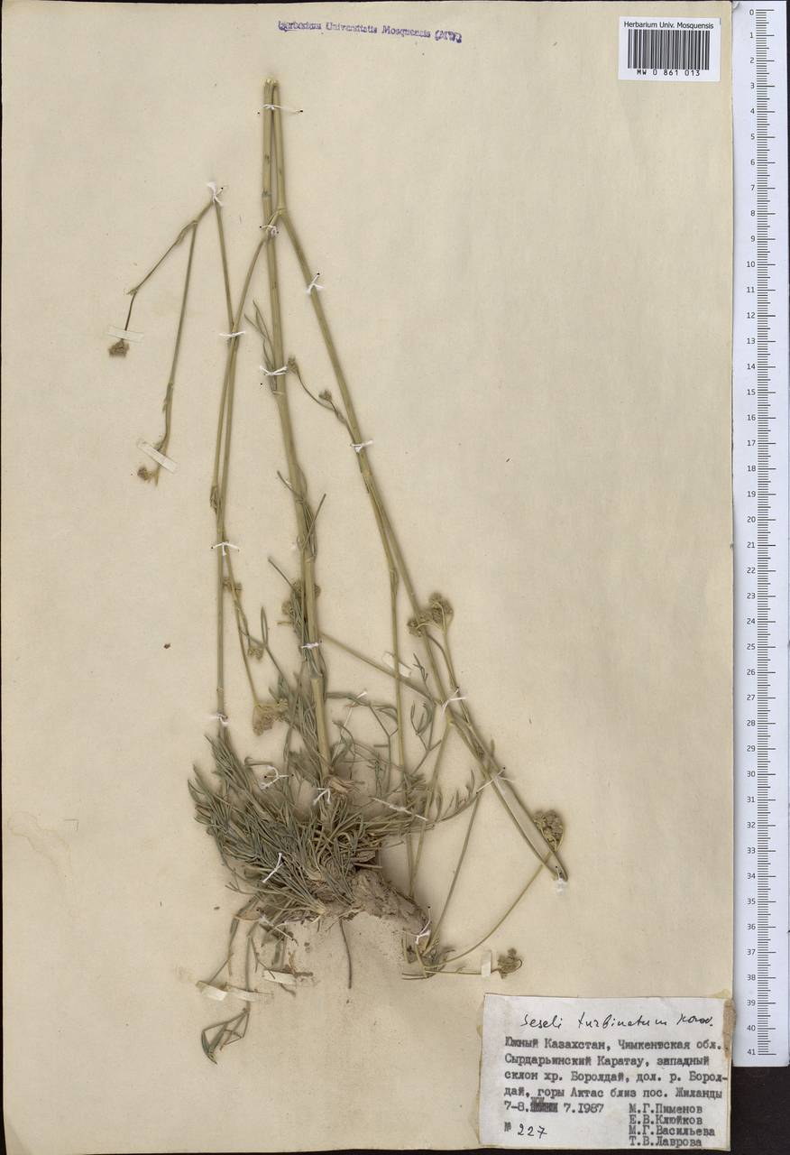 Жабрица кубарчатая Korovin, Средняя Азия и Казахстан, Западный Тянь-Шань и Каратау (M3) (Казахстан)