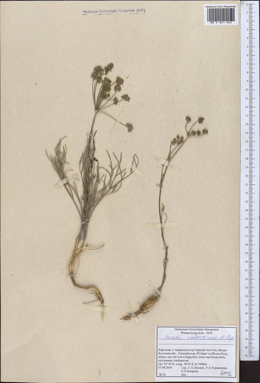 Жабрица Валентины Popov, Средняя Азия и Казахстан, Северный и Центральный Тянь-Шань (M4) (Киргизия)