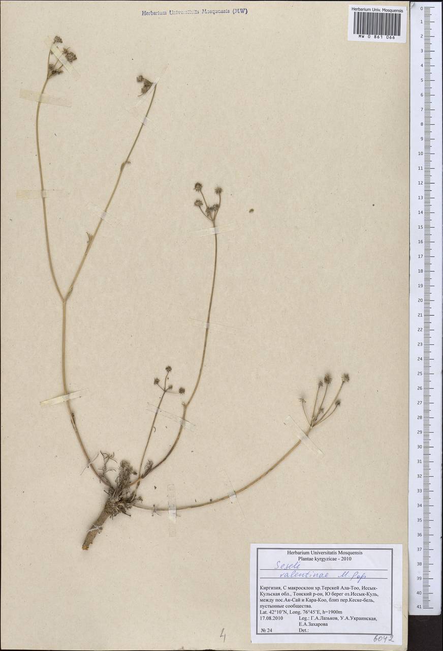 Жабрица Валентины Popov, Средняя Азия и Казахстан, Северный и Центральный Тянь-Шань (M4) (Киргизия)