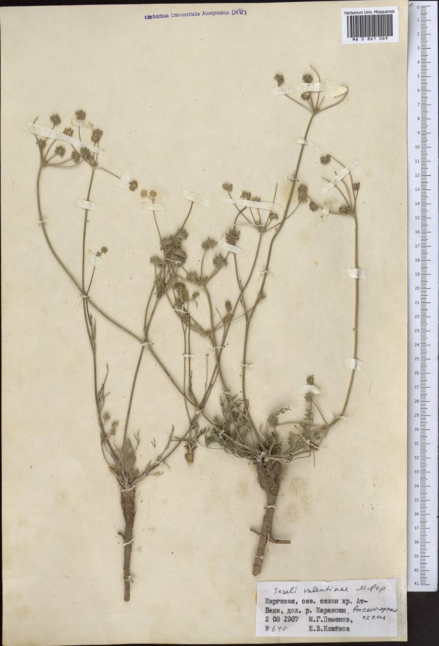 Жабрица Валентины Popov, Средняя Азия и Казахстан, Северный и Центральный Тянь-Шань (M4) (Киргизия)