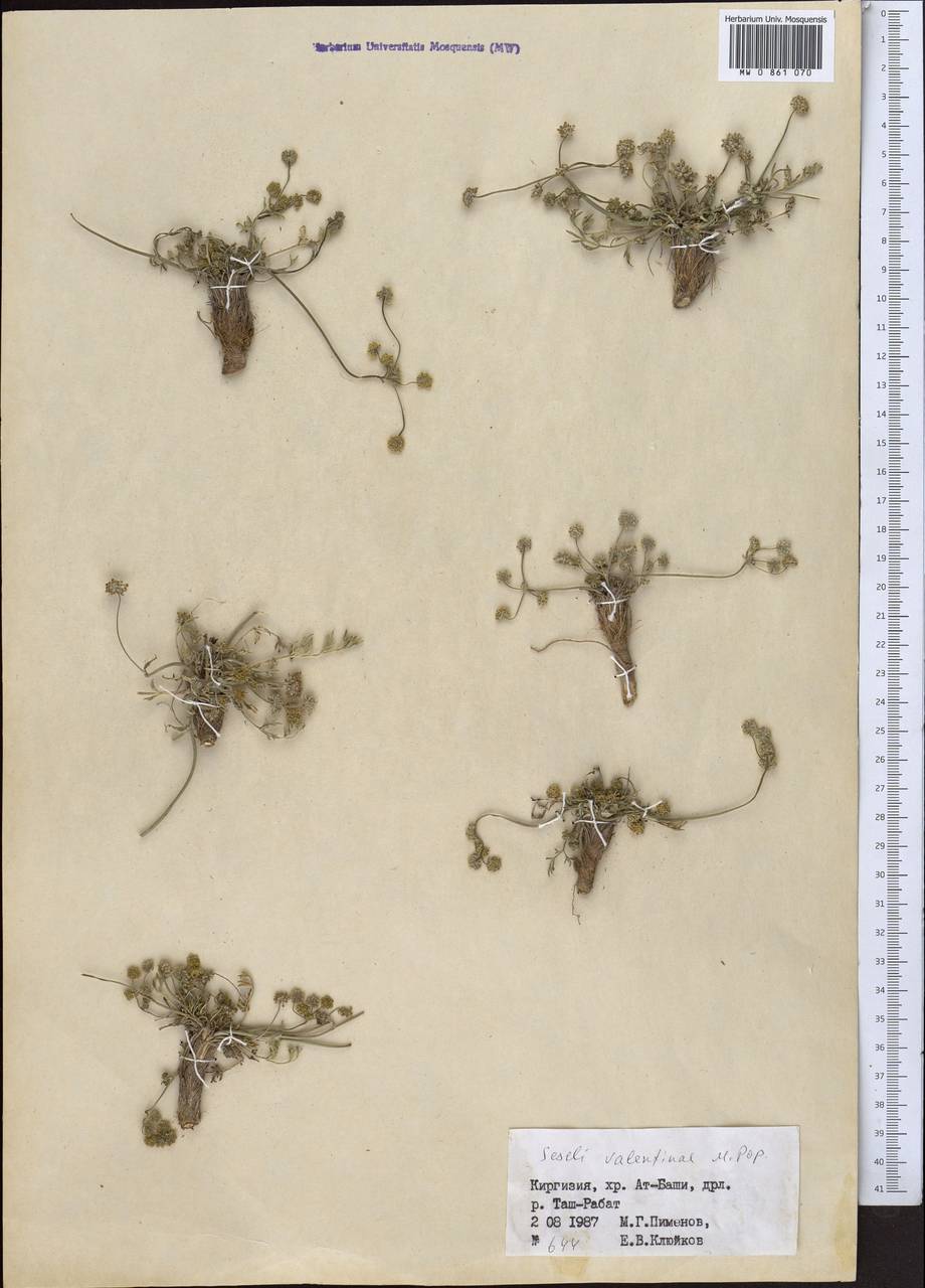 Жабрица Валентины Popov, Средняя Азия и Казахстан, Северный и Центральный Тянь-Шань (M4) (Киргизия)