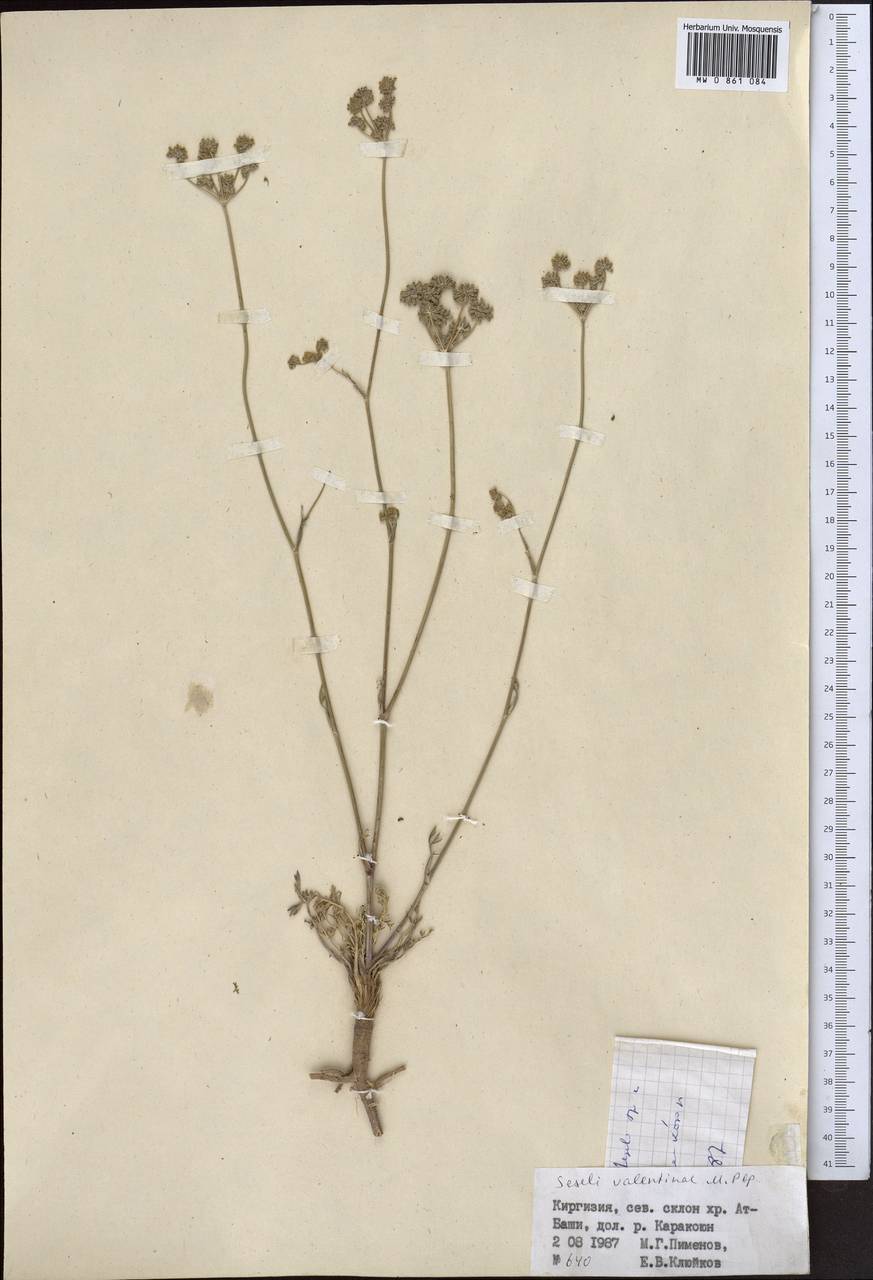 Жабрица Валентины Popov, Средняя Азия и Казахстан, Северный и Центральный Тянь-Шань (M4) (Киргизия)