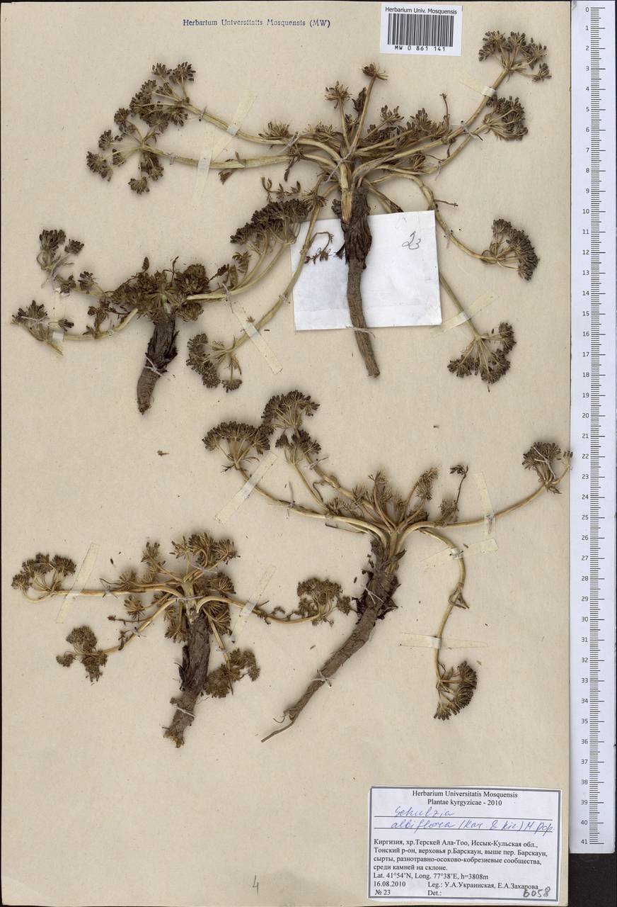 Шульция белоцветковая (Kar. & Kir.) Popov, Средняя Азия и Казахстан, Северный и Центральный Тянь-Шань (M4) (Киргизия)