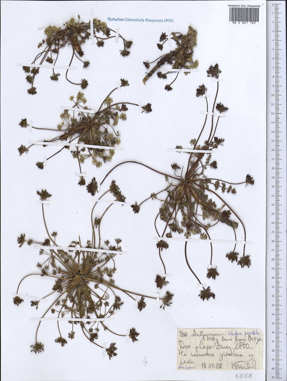 Шульция простертая Pimenov & Kljuykov, Средняя Азия и Казахстан, Северный и Центральный Тянь-Шань (M4) (Киргизия)