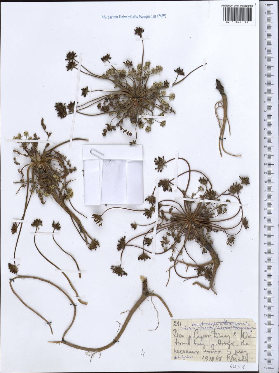 Шульция простертая Pimenov & Kljuykov, Средняя Азия и Казахстан, Северный и Центральный Тянь-Шань (M4) (Киргизия)