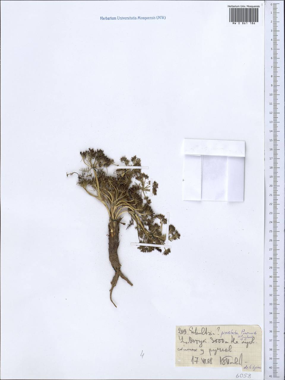 Шульция простертая Pimenov & Kljuykov, Средняя Азия и Казахстан, Северный и Центральный Тянь-Шань (M4) (Киргизия)