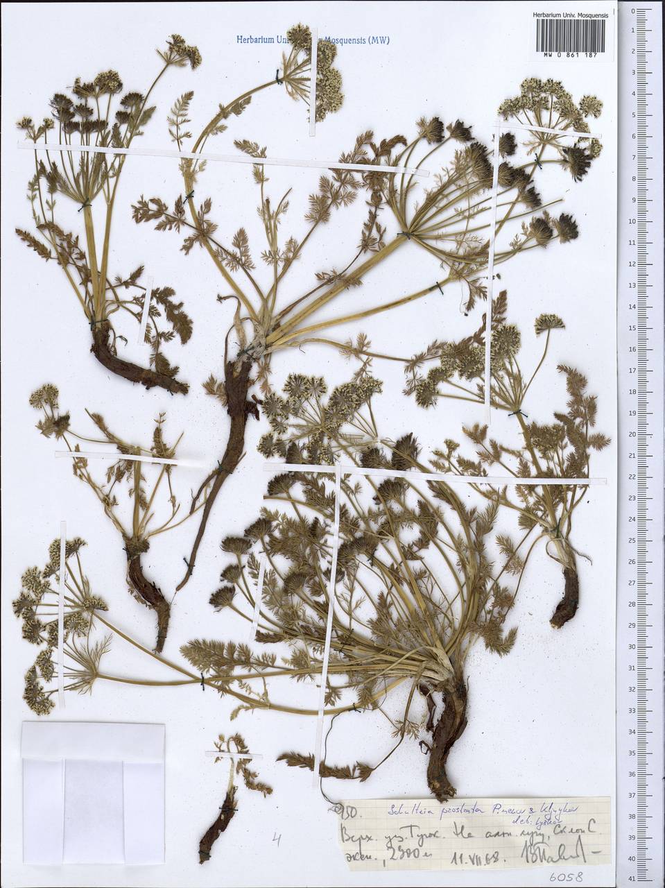 Шульция простертая Pimenov & Kljuykov, Средняя Азия и Казахстан, Северный и Центральный Тянь-Шань (M4) (Киргизия)