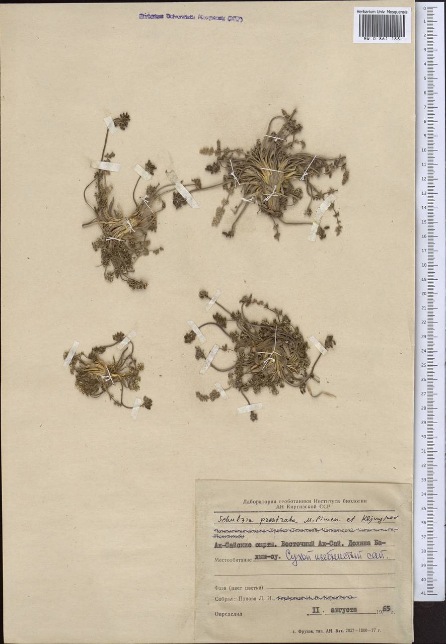 Шульция простертая Pimenov & Kljuykov, Средняя Азия и Казахстан, Северный и Центральный Тянь-Шань (M4) (Киргизия)