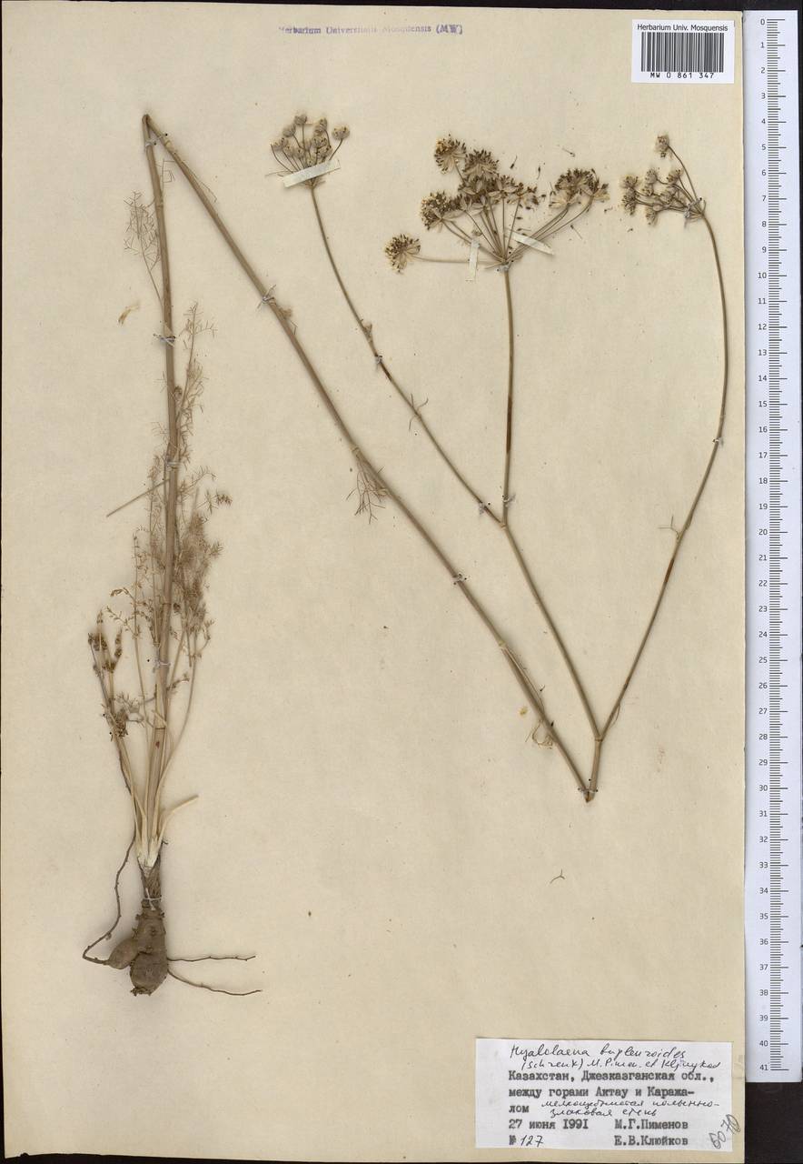 Гиалолена володушковидная (Schrenk) Pimenov & Kljuykov, Средняя Азия и Казахстан, Муюнкумы, Прибалхашье и Бетпак-Дала (M9) (Казахстан)