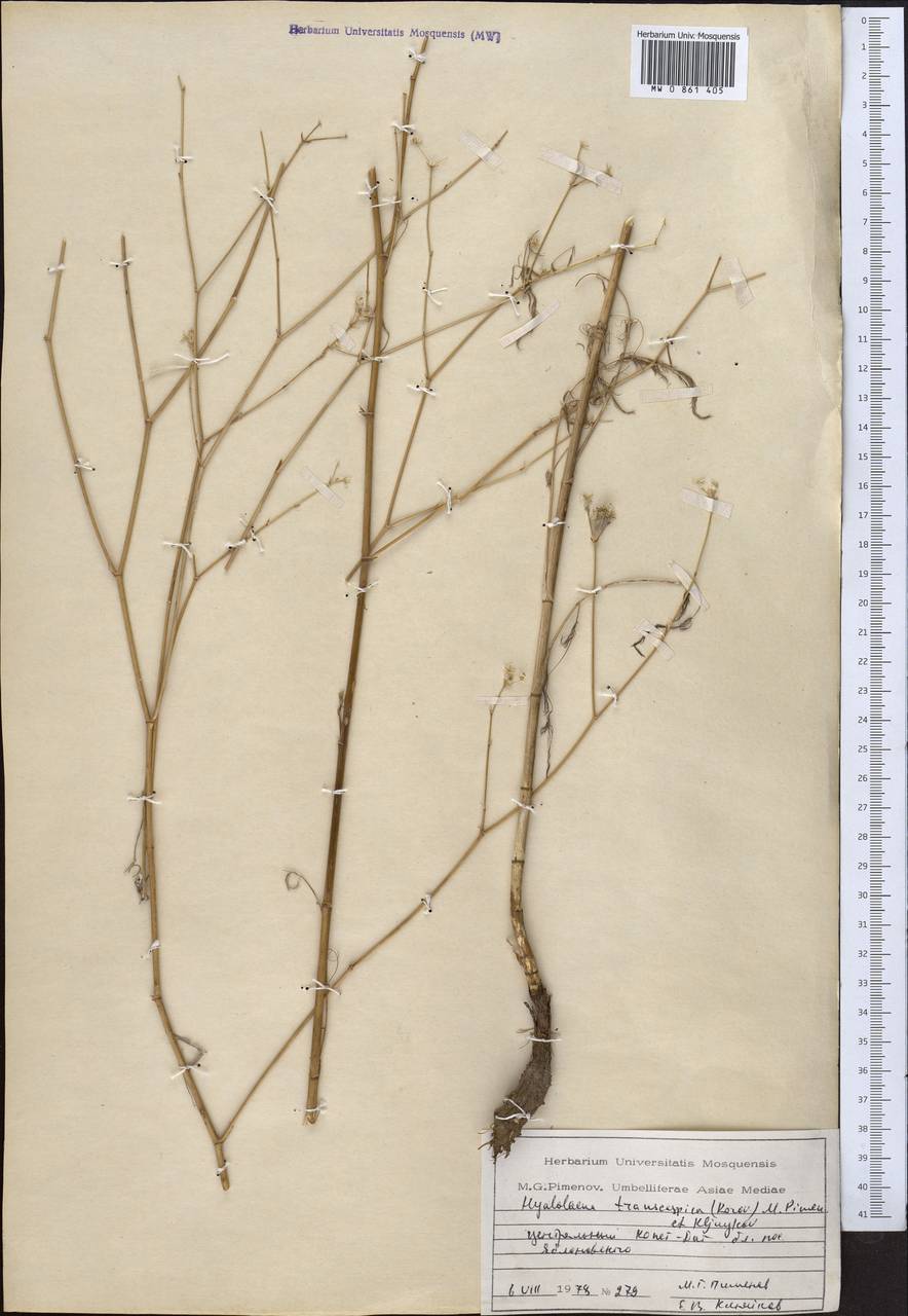 Гиалолена закаспийская (Korovin) Pimenov & Kljuykov, Средняя Азия и Казахстан, Копетдаг, Бадхыз, Малый и Большой Балхан (M1) (Туркмения)