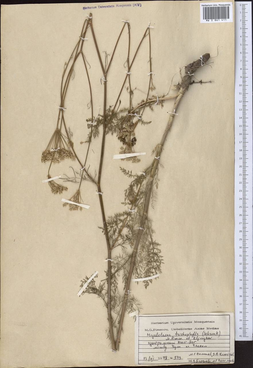 Гиалолена волосолистная (Schrenk) Pimenov & Kljuykov, Средняя Азия и Казахстан, Копетдаг, Бадхыз, Малый и Большой Балхан (M1) (Туркмения)