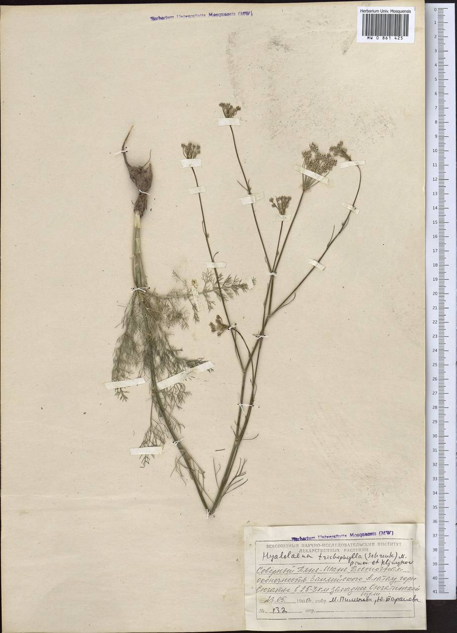 Гиалолена волосолистная (Schrenk) Pimenov & Kljuykov, Средняя Азия и Казахстан, Северный и Центральный Тянь-Шань (M4) (Казахстан)