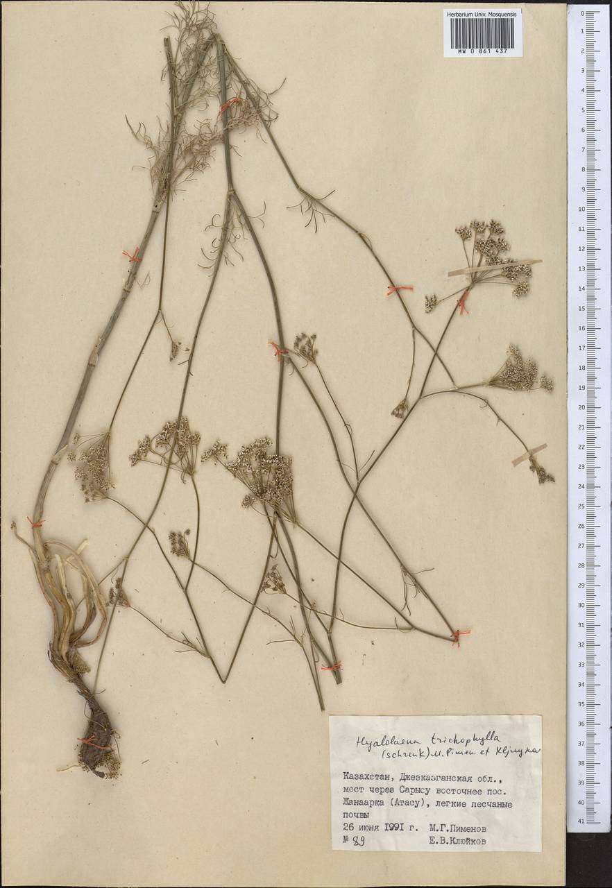 Гиалолена волосолистная (Schrenk) Pimenov & Kljuykov, Средняя Азия и Казахстан, Муюнкумы, Прибалхашье и Бетпак-Дала (M9) (Казахстан)