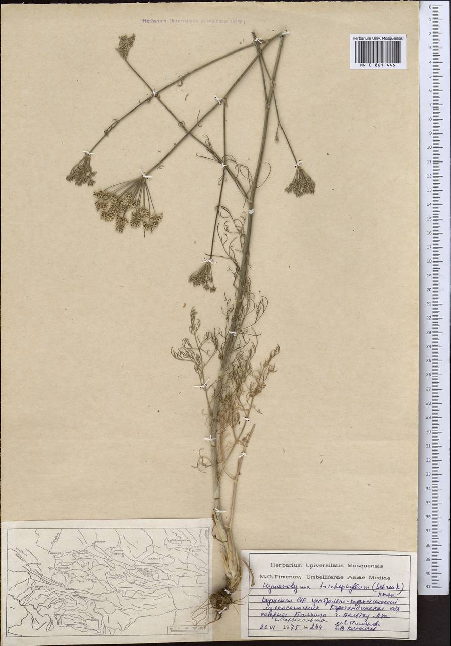 Гиалолена волосолистная (Schrenk) Pimenov & Kljuykov, Средняя Азия и Казахстан, Муюнкумы, Прибалхашье и Бетпак-Дала (M9) (Казахстан)