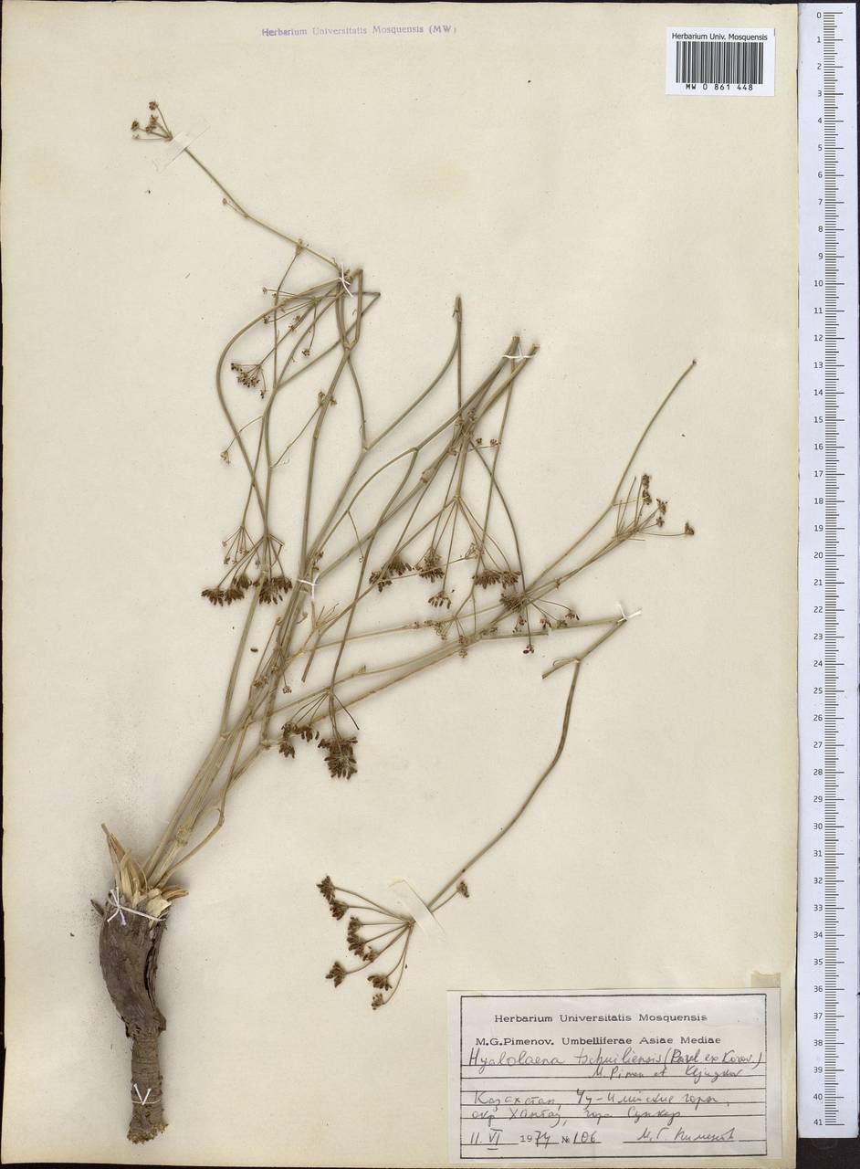 Гиалолена чу-илийская (Pavlov ex Korovin) Pimenov & Kljuykov, Средняя Азия и Казахстан, Северный и Центральный Тянь-Шань (M4) (Казахстан)