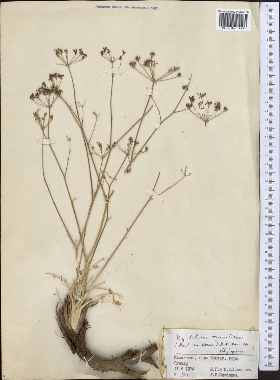 Гиалолена чу-илийская (Pavlov ex Korovin) Pimenov & Kljuykov, Средняя Азия и Казахстан, Северный и Центральный Тянь-Шань (M4) (Казахстан)
