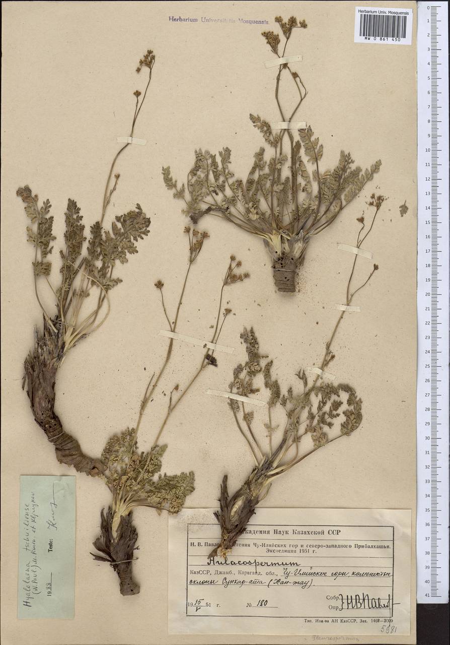 Гиалолена чу-илийская (Pavlov ex Korovin) Pimenov & Kljuykov, Средняя Азия и Казахстан, Северный и Центральный Тянь-Шань (M4) (Казахстан)